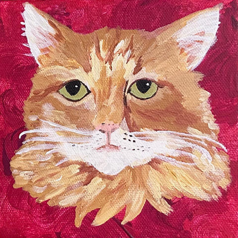 Soleil the Cat